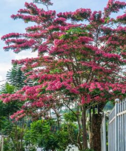 cây muồng hoa đào nở đẹp