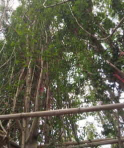 ngân hạnh lá xanh dâm ủ