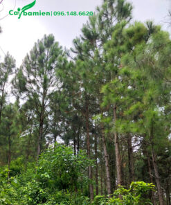 Rừng thông lâu năm, chiều cao 5 - 7m