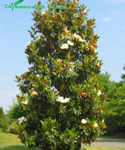 Sen Đất công trình dáng hình tháp cao 5m