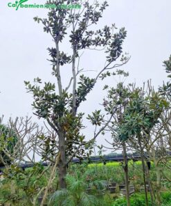 Sen đất giâm ủ