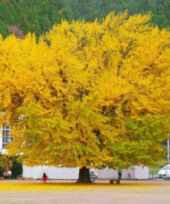 Cây lá vàng cổ thụ có tán lớn vô cùng rực rỡ