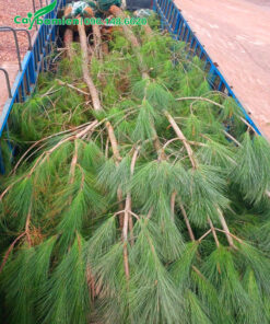 Thông Caribe cao 4m được xếp gọn lên xe