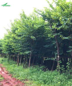 Cây Móng Bò cao lớn đã trồng lâu năm, số lượng hàng nghìn cây