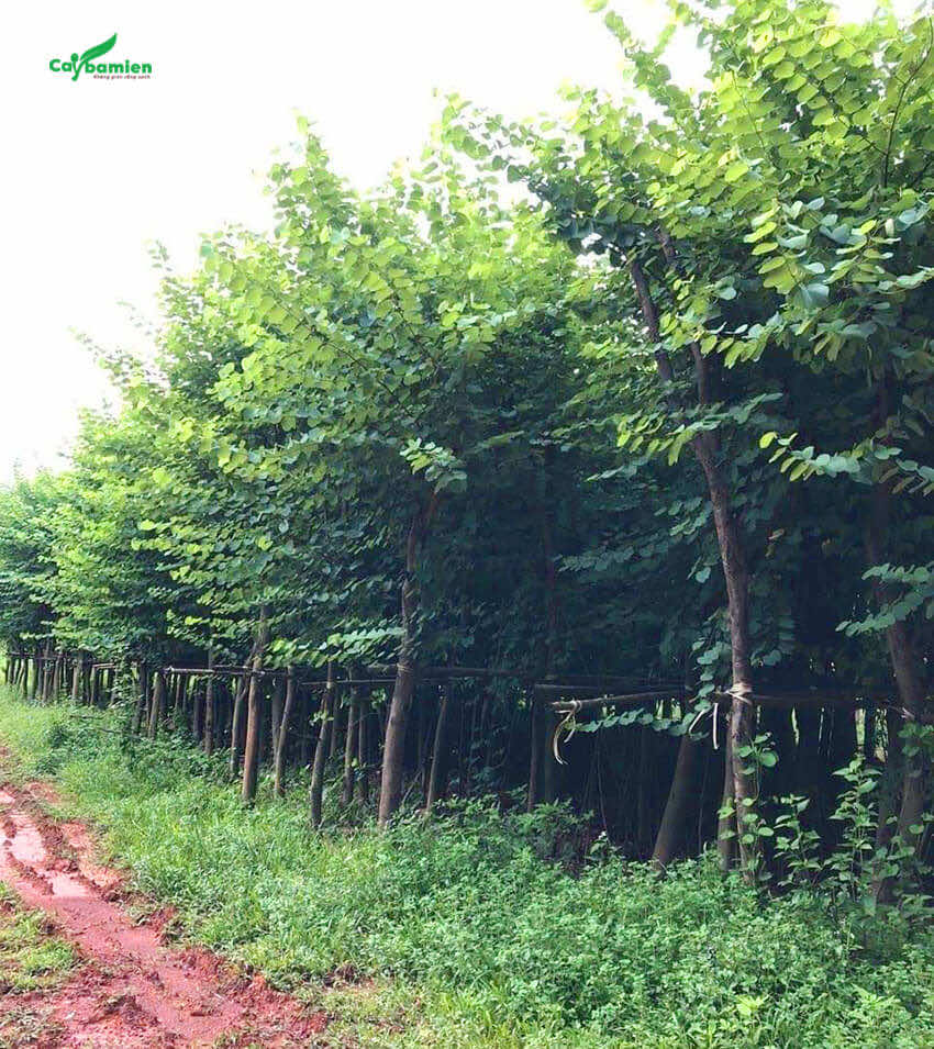 Cây Móng Bò cao lớn đã trồng lâu năm, số lượng hàng nghìn cây