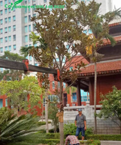 Trồng cây hoa sen đất cao gần 5m