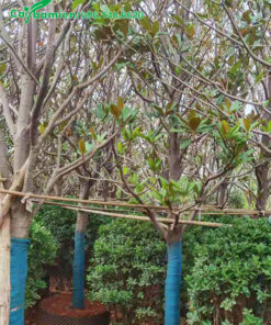 Cây hoa sen đất dâm ủ đường kính thân 12 - 15cm