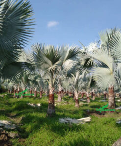 Vườn cây kè bạc được chăm sóc tốt, khỏe mạnh, không sâu bệnh