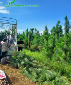 Vườn cây thông caribe chất lượng cao, hàng bứng thẳng, cao 4 - 5m