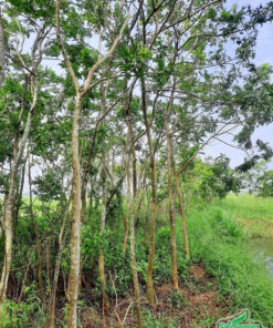 Vườn cây giống chưa giâm ủ, cắt tỉa