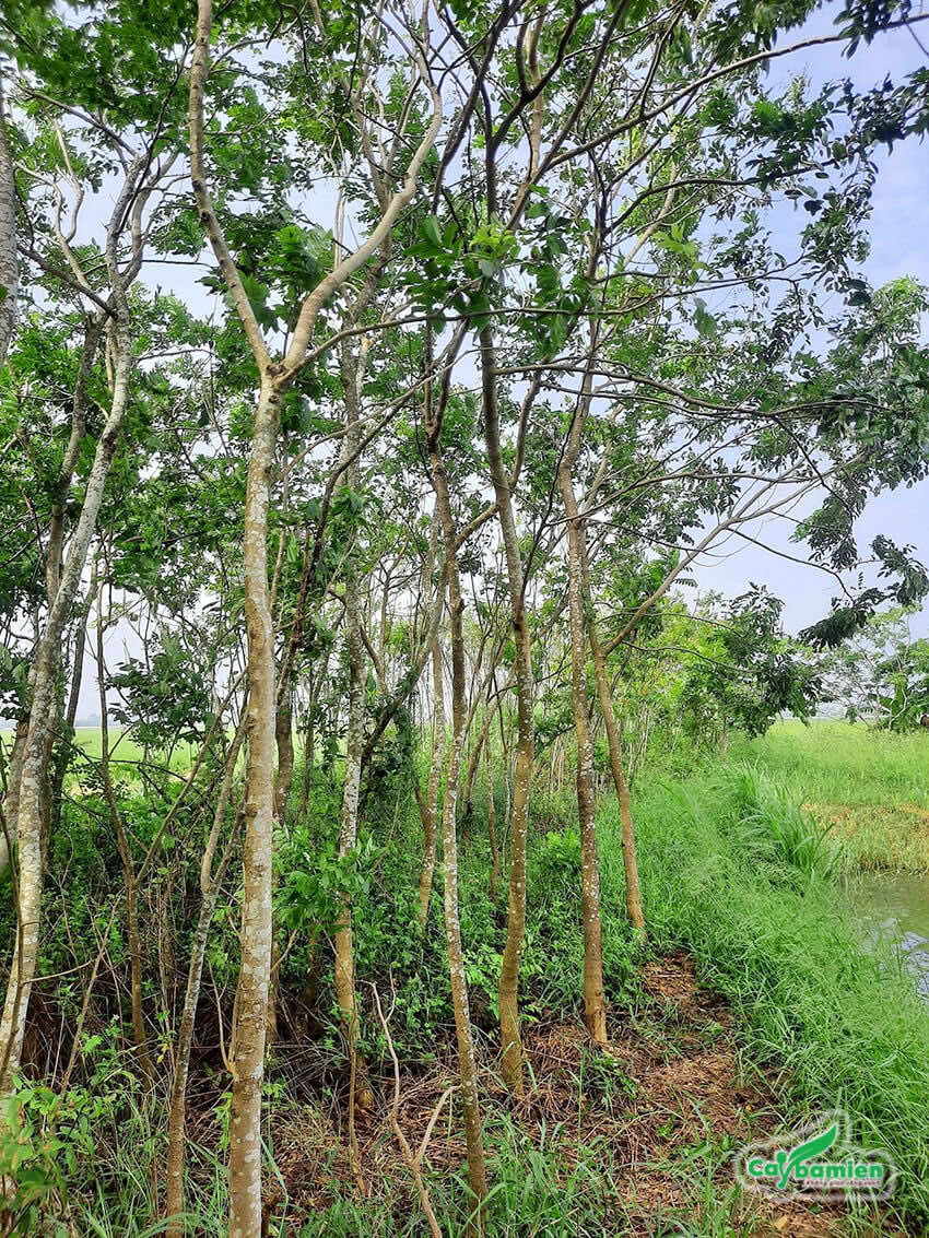 Vườn cây giống chưa giâm ủ, cắt tỉa