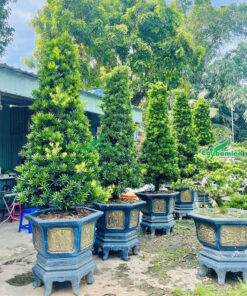 Cây tùng Đài Loan dáng tháp đẹp trồng trong chậu đá