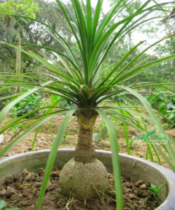 Cây lan nậm rượu trồng chậu, để dưới nắng nhẹ