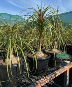 Chậu lan bình rượu đẹp, gốc phình lớn