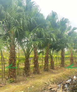 Hàng cây cọ ta đẹp, đủ mọi chiều cao