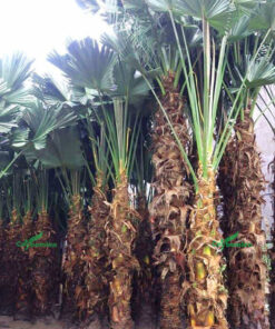 Cây cọ ta cao lớn, đã được cắt tỉa tạo dáng đẹp