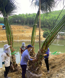 Cây cọ trồng lâu năm có đường kính gốc lớn, dáng cao, tàu lá dài