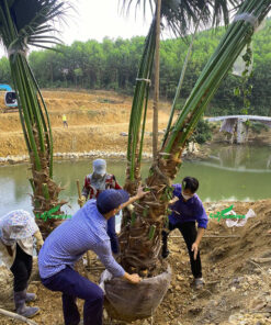 Cây cọ được mua từ Phú Thọ chuyển về vườn ươm Cây Ba Miền