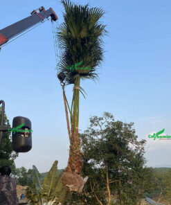 Cây cọ ta kích thước lớn đang được cần cẩu nâng khỏi vườn ươm