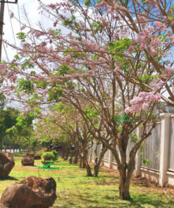 Hàng cây hoa Điệp Anh Đào màu hồng xinh đẹp