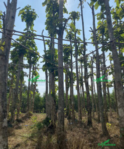 Những hàng cây Giá Tỵ kích thước lớn phục vụ công trình