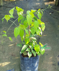 Cây giống chùm ớt được chăm sóc tốt