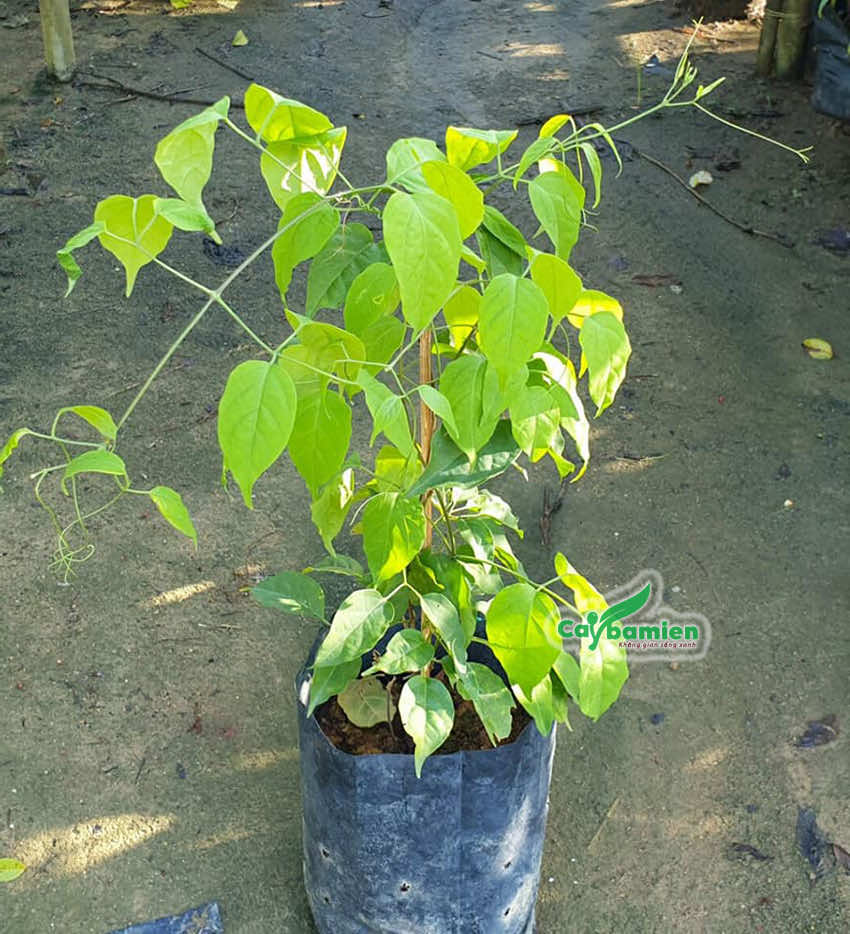 Cây giống chùm ớt được chăm sóc tốt