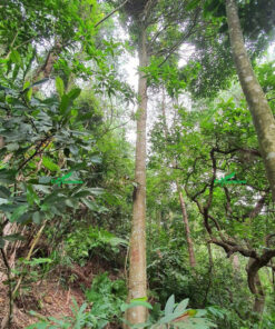 Cây Gù Hương cao lớn, trồng lâu năm, chuẩn bị khai thác gỗ