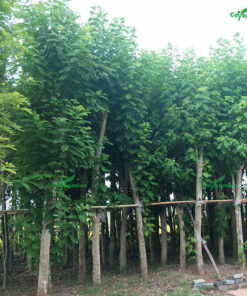 Cung cấp cây hoa Đỗ Mai công trình