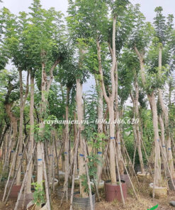 Những cây Đỗ Mai công trình được giâm ủ tại vườn trồng