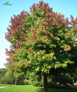 Bóng râm lớn từ cây sau sau lâu năm