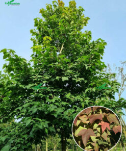 Cây sau trắng trồng ở nơi thoáng mát để đón nhiều ánh sáng