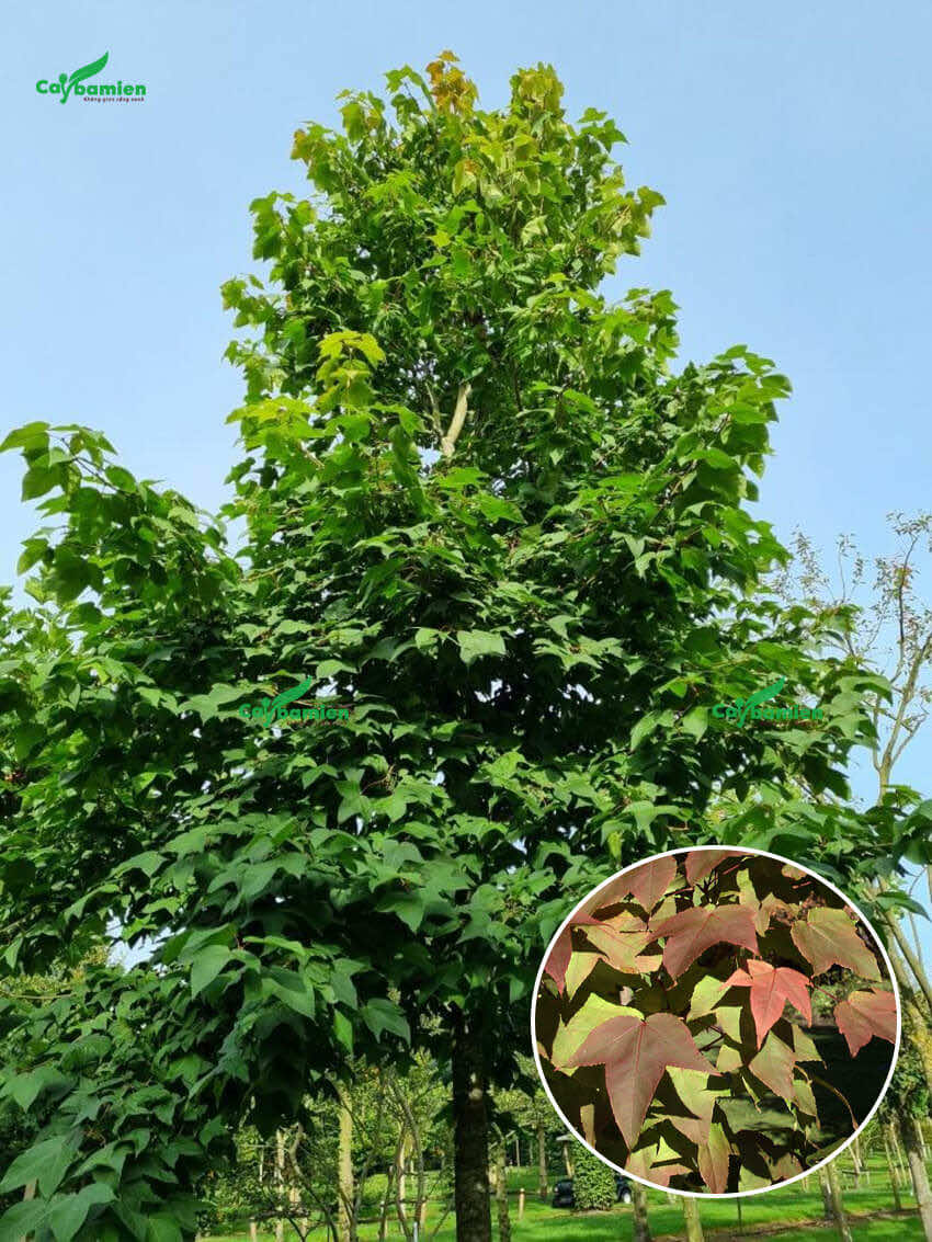 Cây sau trắng trồng ở nơi thoáng mát để đón nhiều ánh sáng