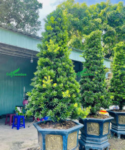 Chậu tùng Đài Loan đẹp, dáng tháp nhọn cắt tỉa tình tế