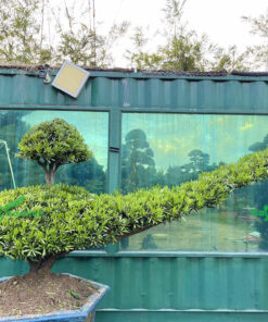 Cây tùng vạn niên Đài Loan dáng đẹp, độ, lạ