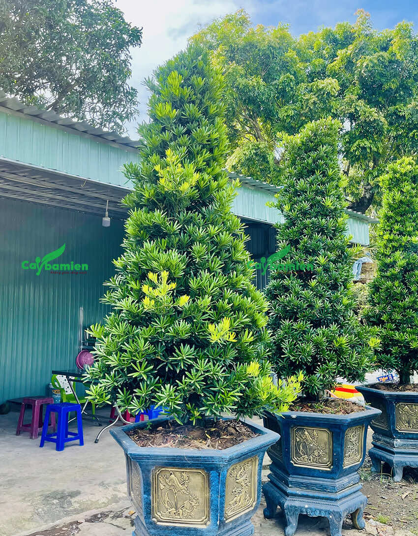 Chậu tùng Đài Loan đẹp, dáng tháp nhọn cắt tỉa tình tế