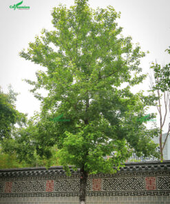 Cây sau sau trồng trên đường phố đô thị tại Hà Nội