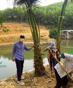 Cây cọ ta cao lớn đang được đánh khỏi vườn ươm