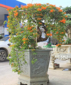 Hoa Rạng Đông bonsai trồng trong chậu đá xanh tự nhiên