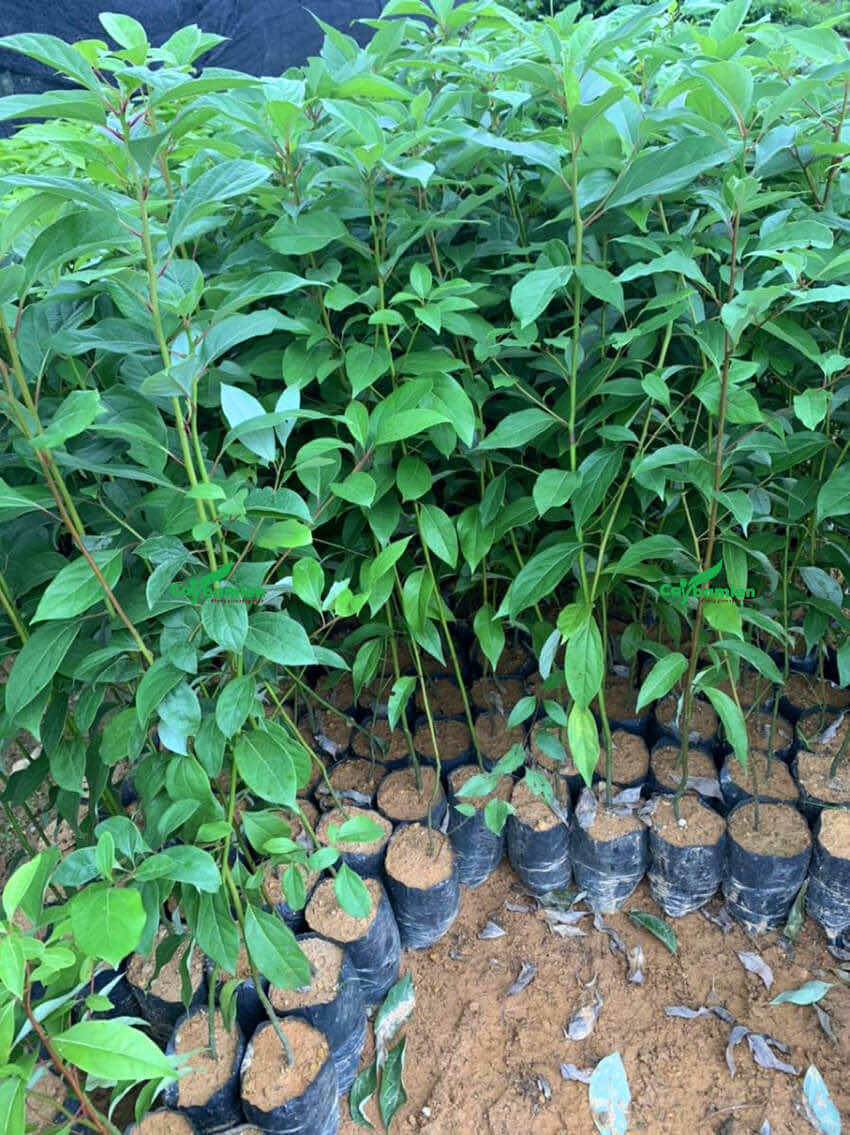 Cây Gù Hương giống nguyên bầu