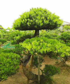 Cây tùng Đài Loan uốn theo dáng long, tán lá xếp tầng đẹp