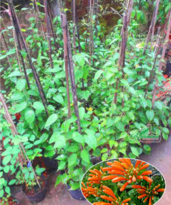 Cây chùm ớt giống được chăm sóc tốt, xanh đẹp, hoa đẹp