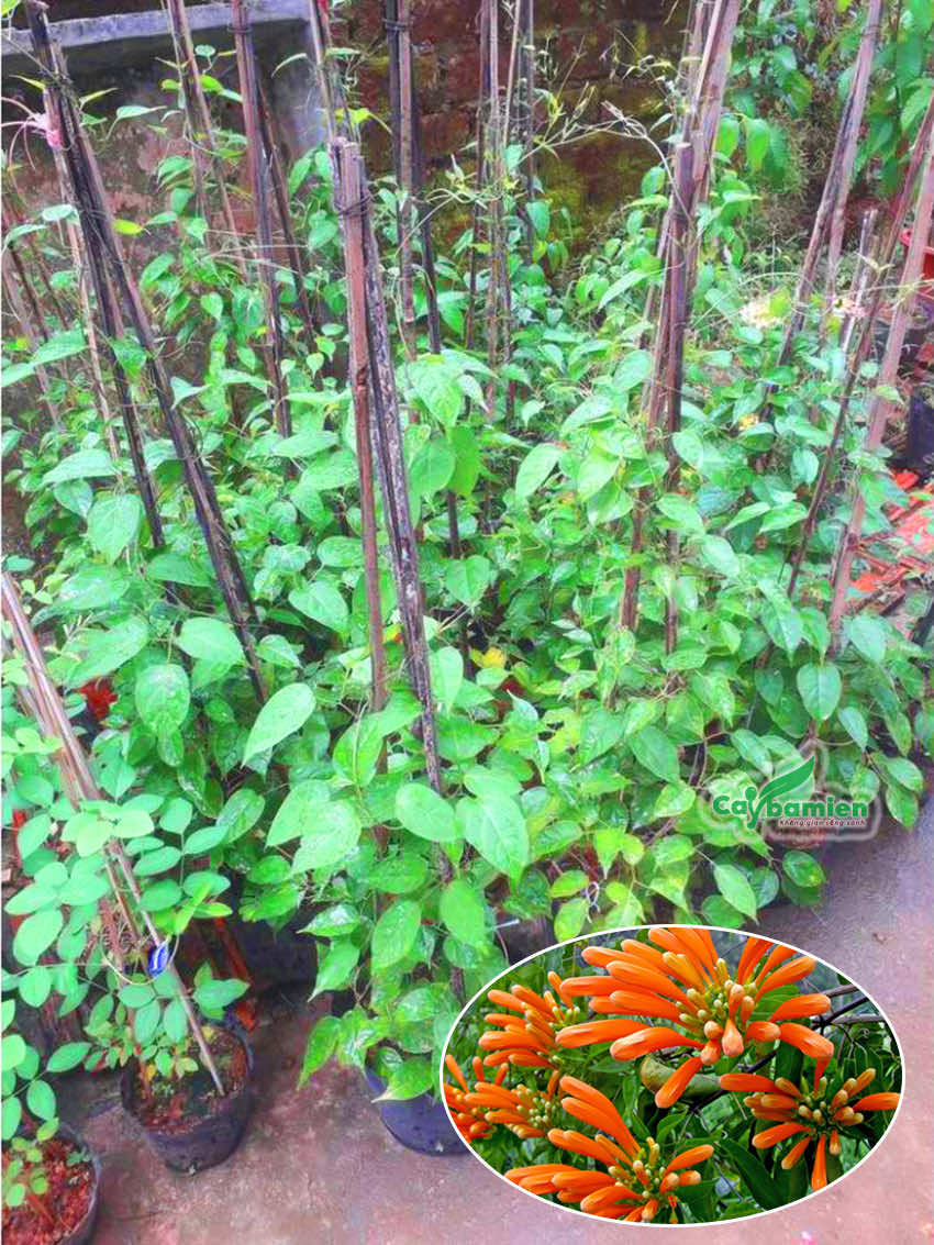 Cây chùm ớt giống được chăm sóc tốt, xanh đẹp, hoa đẹp