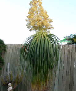 Bán cây lan bình rượu đá nở hoa, dáng cao hơn 2m