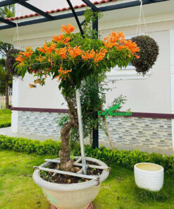 Chậu cây hoa Rạng Đông có giá hàng chục triệu đồng