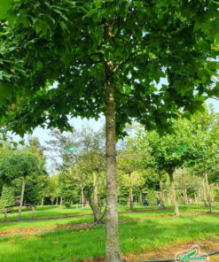 Những cây sau sau lớn trồng trong công viên