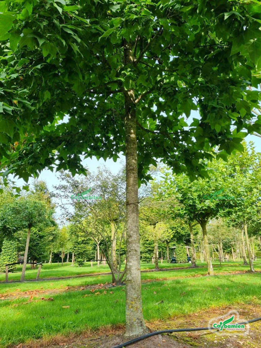 Những cây sau sau lớn trồng trong công viên