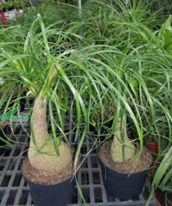 Những chậu lan bình rượu xanh tốt tại vườn ươm Cây Ba Miền