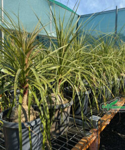 Vườn cây lan bình rượu giống