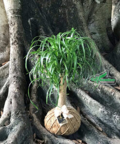 Cây lan bình rượu là cây phong thủy đẹp dùng làm quà tặng vô cùng ý nghĩa